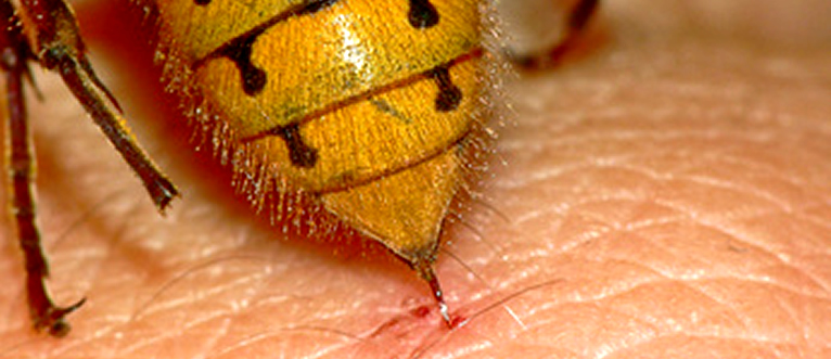 El 3% de la población es alérgica al veneno de avispas y abejas - Salud en  Tu Vida